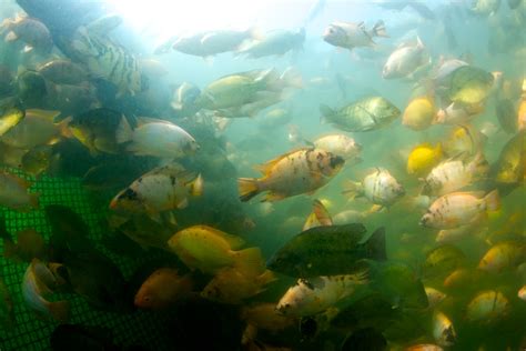 Underwater Tilapia Fish Farm Honduras Honduras Aquafinca Regal