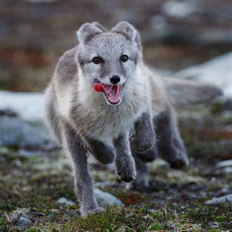 Fjellrev Arctic Fox Photo From Central Norway Flickr