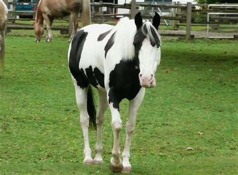 Horse Meat in Tesco and Iceland - Page 7 - Accrington Web