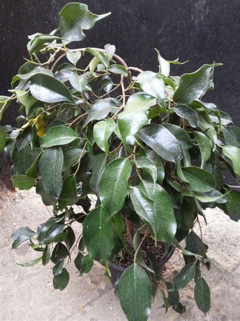 Ficus Benjamina Descripción Especie muy cultivada en interiores de hojas pequeñas