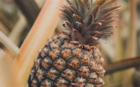 Download Wallpaper 3840x2400 Pineapple Fruit Tropical Plant Leaves 4k Ultra Hd 1610 Hd