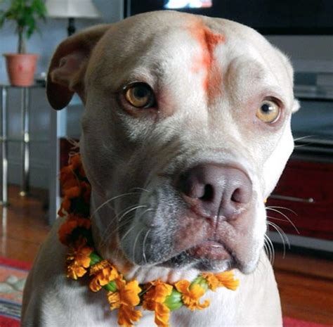 Diwali Dog Day Of Worship
