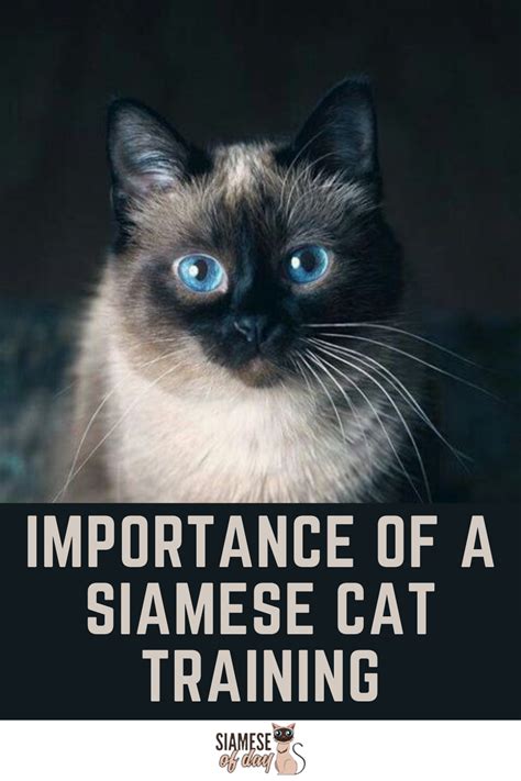 If you're looking to adopt a bengal cat, make sure to ask your breeder how well socialized the kitten is. How to Train a Siamese Cat? & it's Do's and Don'ts in 2020 ...