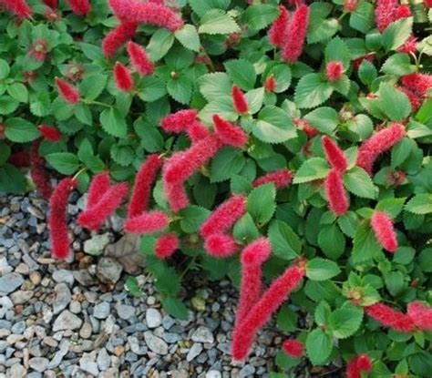 This tropical plant belongs to the genus acalypha in the spurge family euphorbiaceae. Acalypha pendula | Acalypha repens 'Firetail' | Acalypha ...