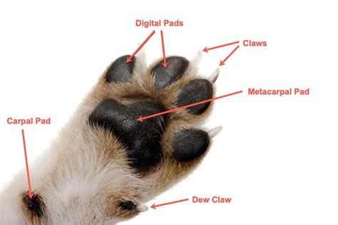 Dog Paw Anatomy - Here is All You Need to Know