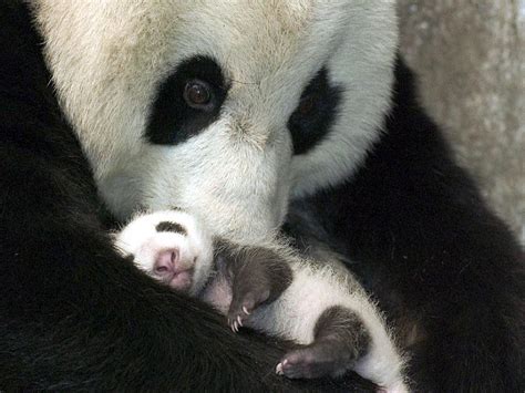 Pandas Reach The World