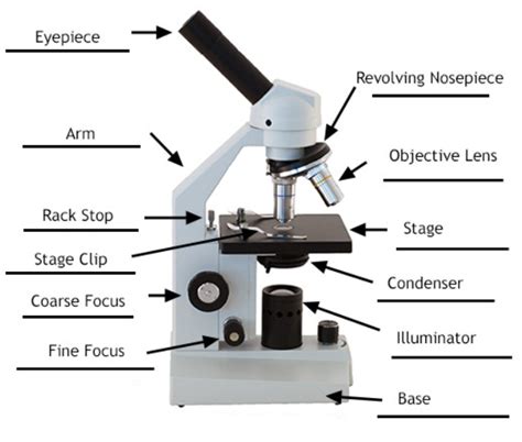 Parts Of A Compound Microscope Labeled With Diagrams Medical