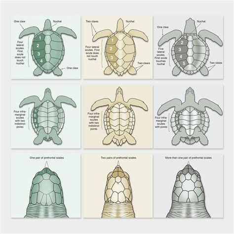 Sea Turtle Species Identification In 2020 Sea Turtle Species Sea