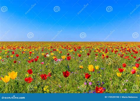 Endless Fields Of Tulips In The Reserve Opuk Stock Photo Image Of