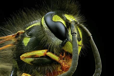 Wasp Head Photograph By Frank Fox Fine Art America