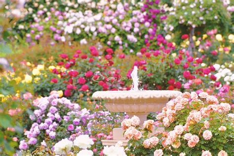 Tuyển Chọn 300 Bộ Hình ảnh Vườn Hoa Hồng đẹp Nhất Mới Nhất Wikipedia