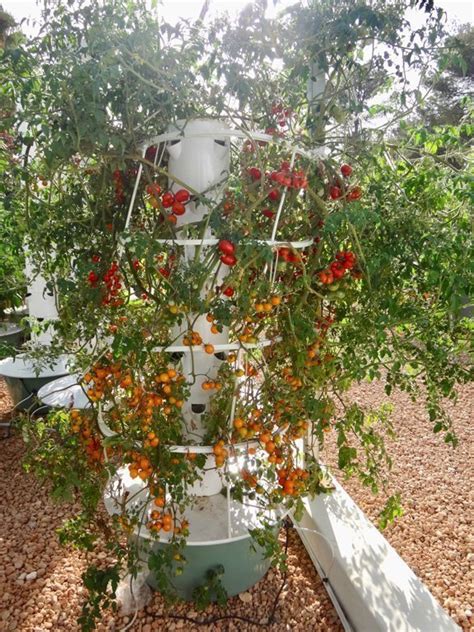 How To Grow Tomatoes On A Tower Garden Tips And Tricks Agrotonomy