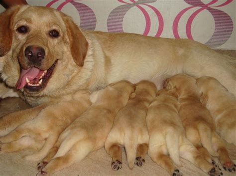How much do lab puppies sell for? labrador cost in india - DriverLayer Search Engine