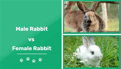 Discover The Unique Qualities Of The Bunny Male Rabbit All You Need To