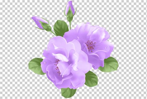 Flor rosa morada flores moradas púrpura azul planta herbácea png