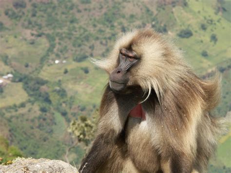 Gelada Monkeys - Exclusive to Ethiopia! - Link Ethiopia