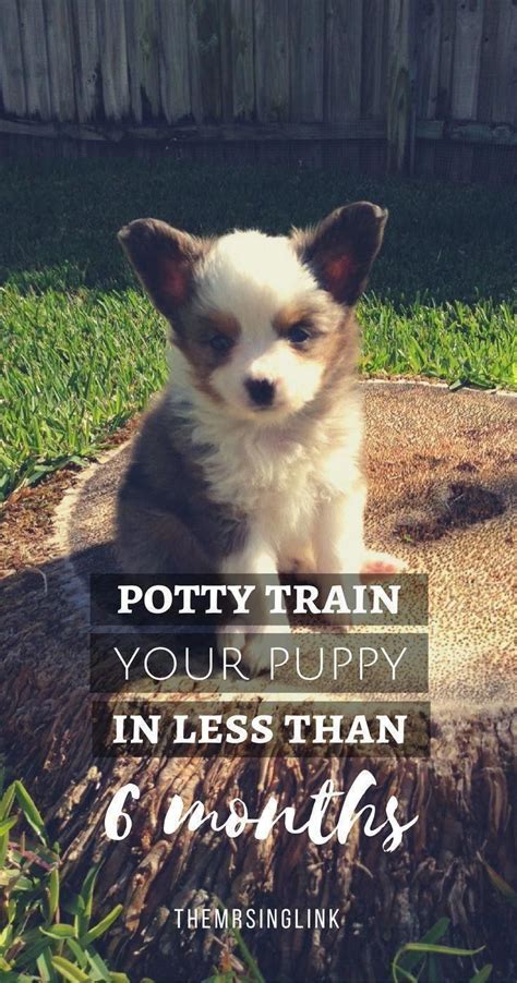 Bravecto™ should be administered with food to maximize effectiveness. Puppy Potty Training Ebook | Train Your Dog In Under 6 ...