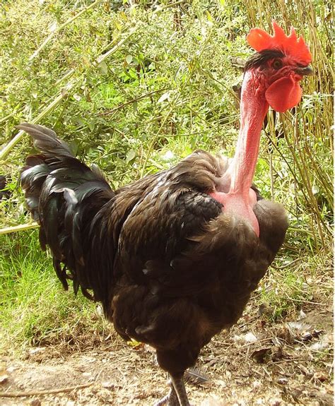 Turken Chicken Breed Profile Backyard Poultry