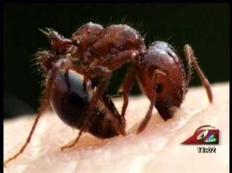 Our augusta team is here to help with all of your home needs: Top 5 Pest Threats: Arrow Exterminators Macon, GA Pest ...