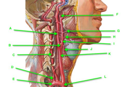 Learn more about causes, risk factors, screening and prevention, signs and symptoms, diagnoses, and treatments for carotid artery disease, and how to participate in. B02_04 Triangles of the Neck - StudyBlue