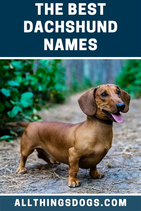 Best Dachshund Names Dog Names Dachshund Puppy Miniature Dachshund Pets