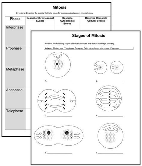 35 Label The Phases Of Meiosis Worksheet Answers Labels Database 2020