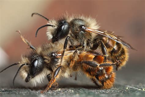 Red Mason Bees Mating Macro In Photography On Forums