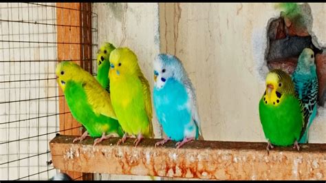 Help Lonely Budgies To Chirp Nature Parakeets Bird Sound Youtube
