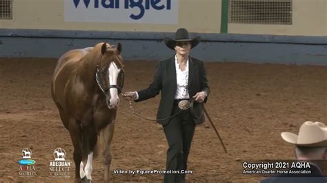 2021 Aqha Select Performance Halter Stallions Youtube