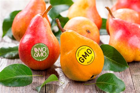 Gmo Foods And Children Potential Health Risks You Need To Know