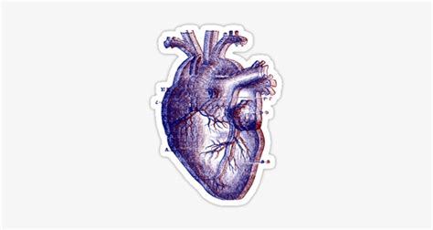 Anatomical Heart By Dandelionnwine Human Heart Drawing Transparent