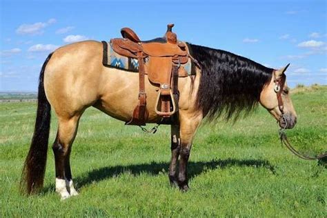 Tanglewood farm near consecon south of trenton has spots open for riding lessons. Beautiful buckskin mare! Finished reiner ranch broke super gentle kid horse | Horses, Reining ...