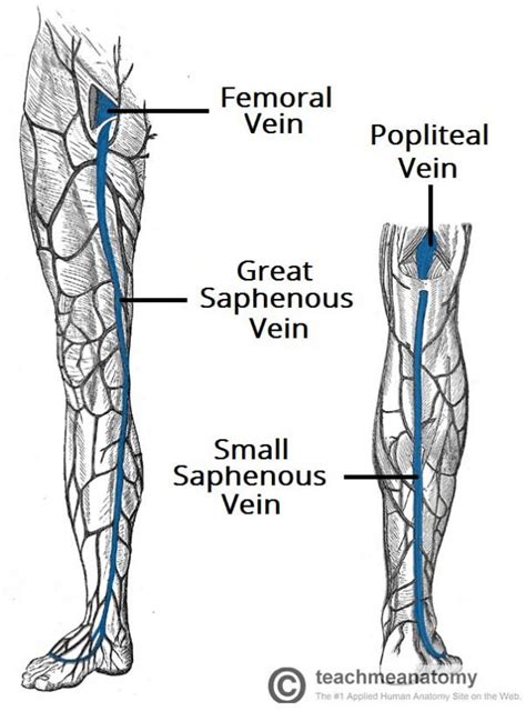 Blood Vessels And Lymphatics Of The Lower Limb Teachmeanatomy