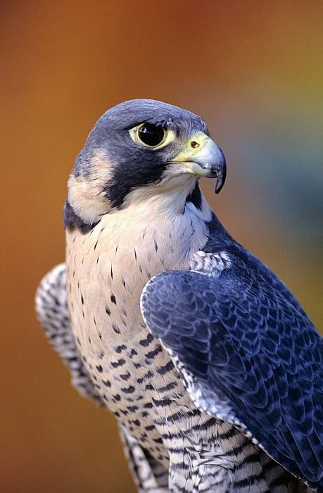 Peregrine falcons are among the world's most common birds of prey and live on all continents except antarctica. Bird Fact of the Day — Peregrine Falcons are Stupid Fast.