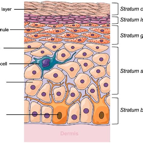 Schematic Representation Of Epidermis Layer Of Human Skin Download