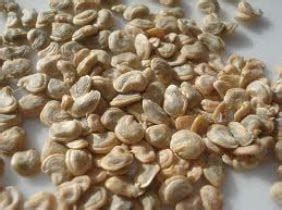 Because the cactus seeds take so long to germinate, rooting from cuttings is the preferred form of propagation. Prickly Pear Seeds Manufacturer & Manufacturer from ...