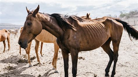 Starving And Dead Horses Photographed At Toowoomba Farm Herald Sun
