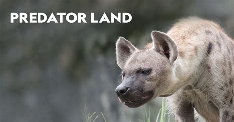 Watch Predator Land TV Show - Streaming Online | Nat Geo TV