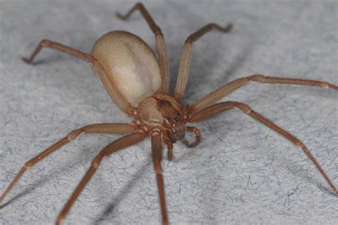 Remember This Mnemonic To Diagnose A Brown Recluse Spider Bite — Health