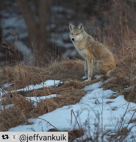 Coyote Watch Canada On Instagram Repost Jeffvankuik With
