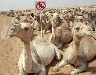 A collection of the top 46 funny camel wallpapers and backgrounds available for download for free. Funny Pictures: Funny Camels photos images pics