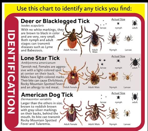 Do Deer Know Where Ticks Come From Do They Avoid Tall Grass Quora