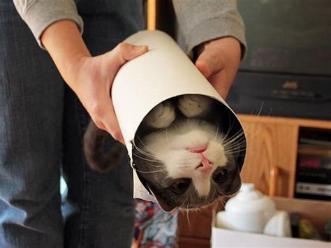 Cat Burritos 20 Pics