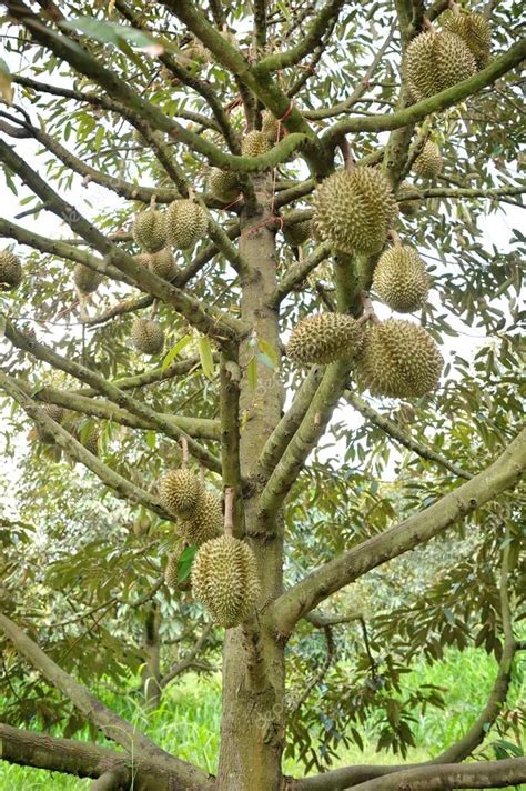 Durian Trees Stock Photo By ©norgallery 60432015