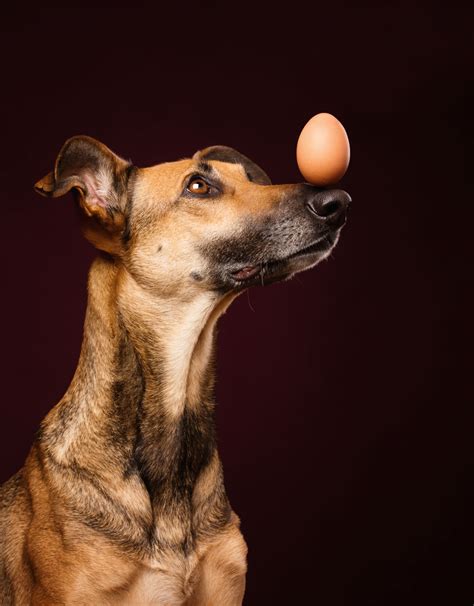 Delightfully Expressive Portraits Of Dogs By Elke Vogelsang