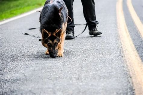 Tracking Dogs Police And Military K9 Sales And Training