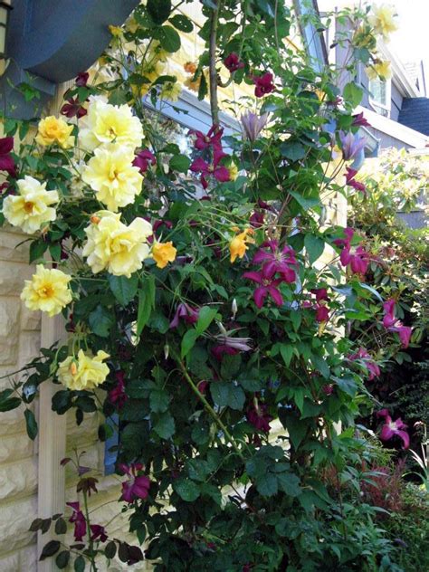 This Climbing Rose And Clematis Combination Works Well Description