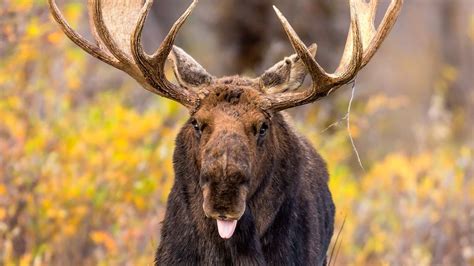 Hikers Warned To Watch For Aggressive Drooling Moose After Rabies