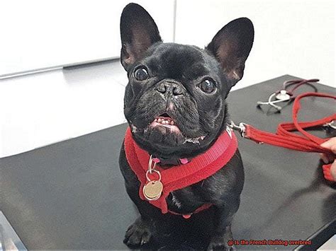 Is The French Bulldog Overbred