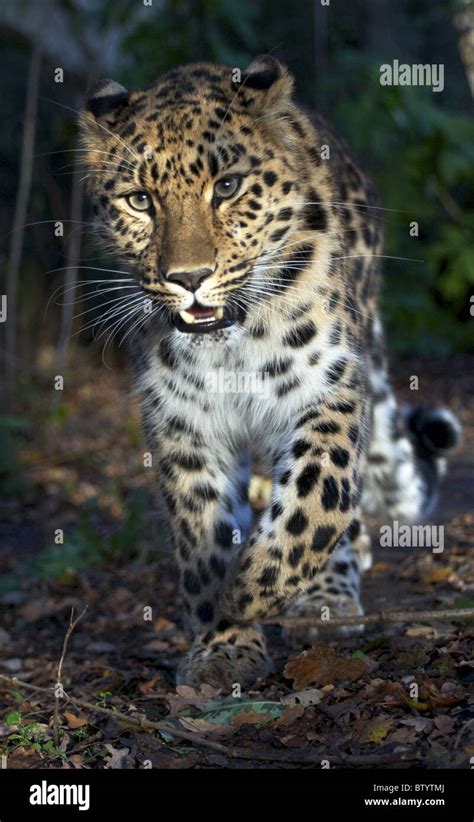 Running Amur Leopard Hi Res Stock Photography And Images Alamy